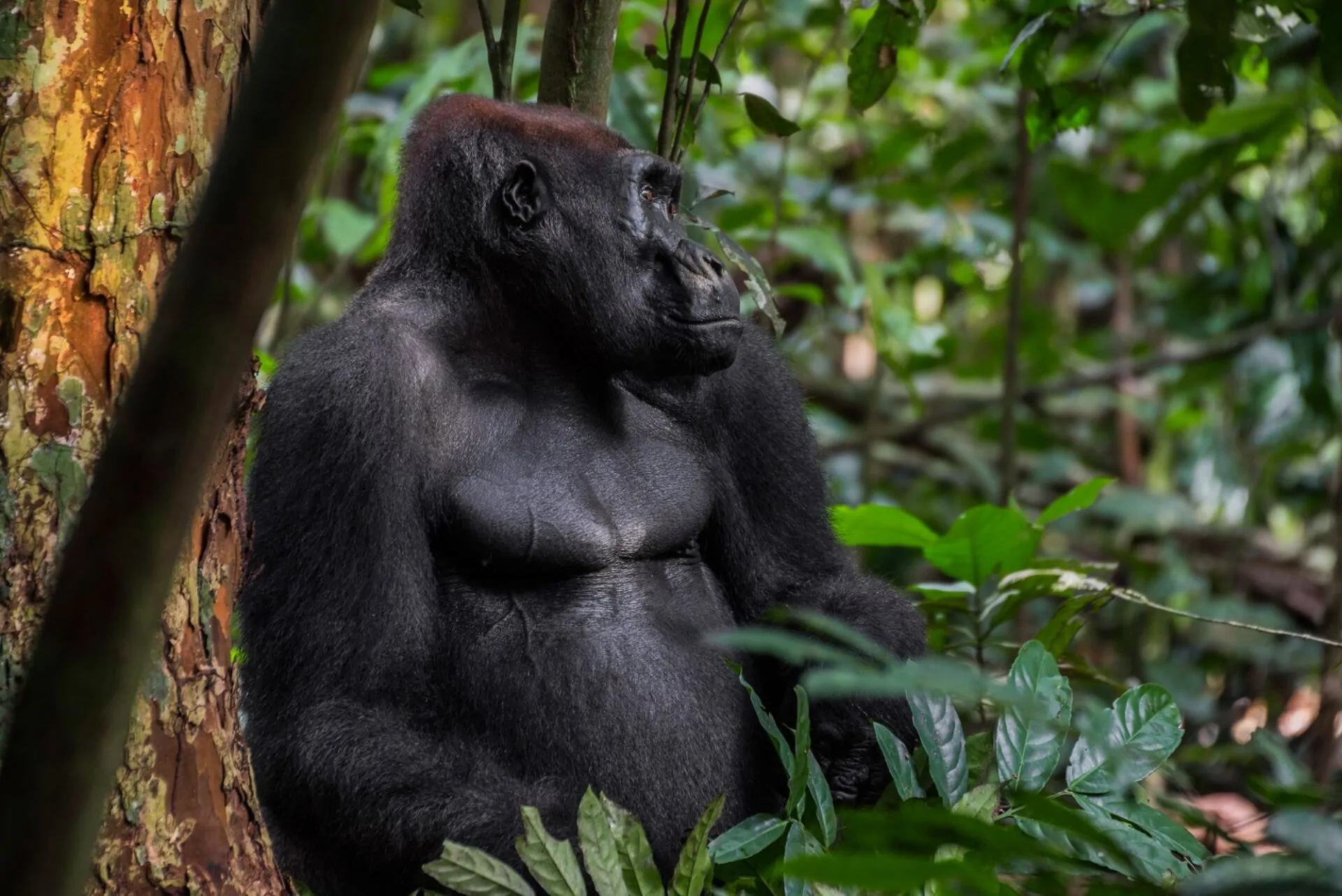 Les gorilles du Gabon : un trésor sauvage à préserver
